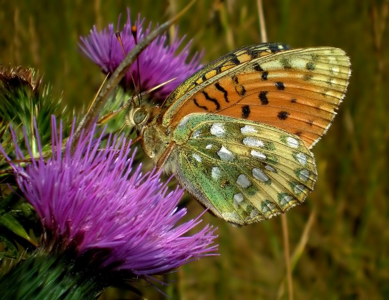 Argynnis aglaja ♂??